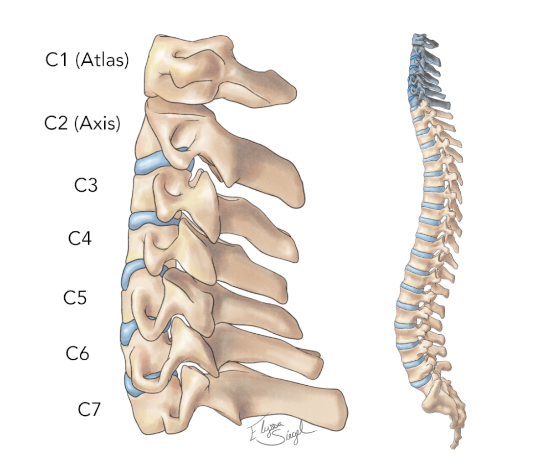 regions of the spine