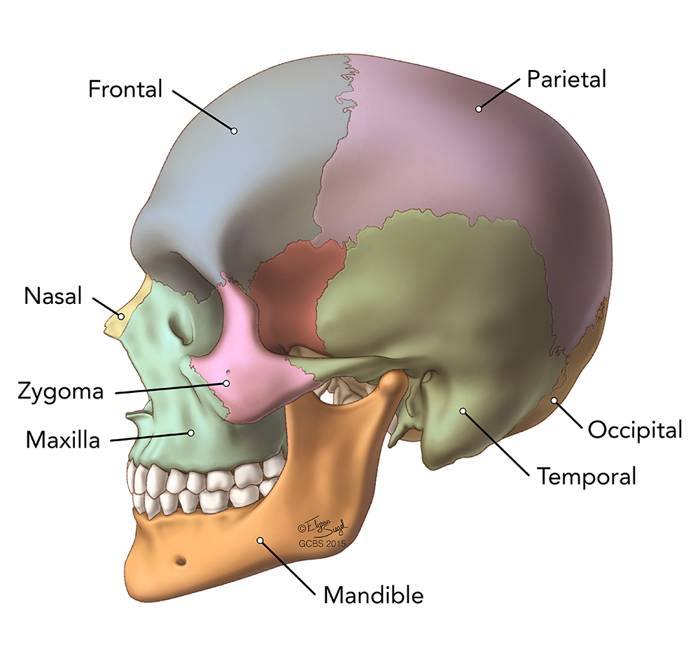 Brain Anatomy - Goodman Campbell