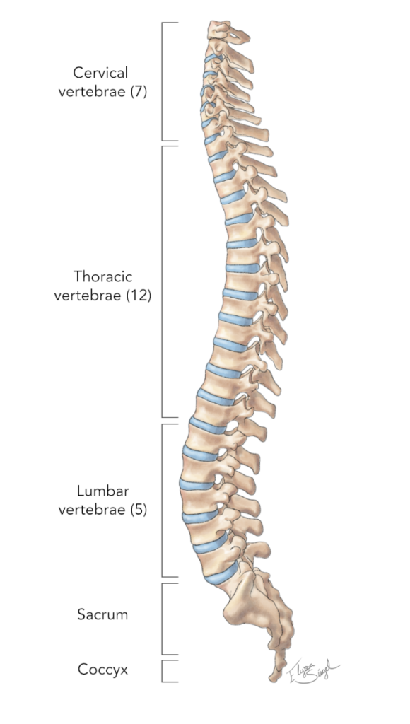lumbar and thoracic vertebrae anatomy